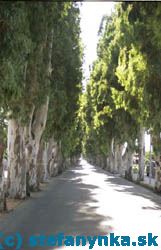 Kolymbia, Rodos. Eukalyptová alej v Kolymbii