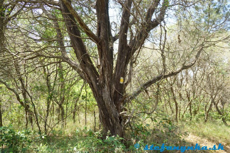 Vyznačenie Corfu trail pri jazere Korission