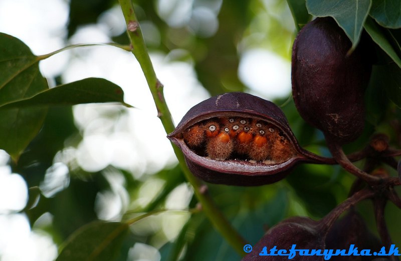 Amoudara, Kréta. Pravdepodobne Brachychiton rupestris Amoudara, Kréta. Pravdepodobne Brachychiton rupestris