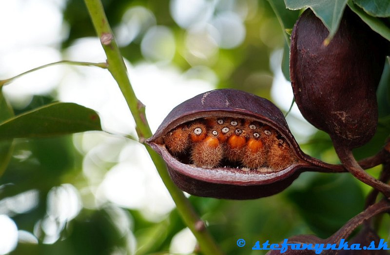Amoudara, Kréta. Pravdepodobne Brachychiton rupestris Amoudara, Kréta. Pravdepodobne Brachychiton rupestris