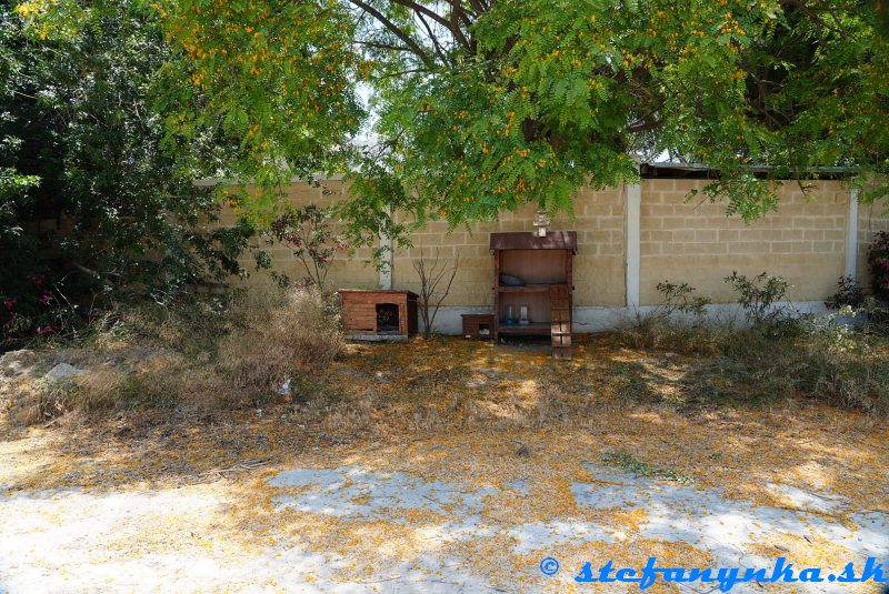 Larnaka. Mačky a psy (neboli doma) Larnaka. Mačky a psy (neboli doma)