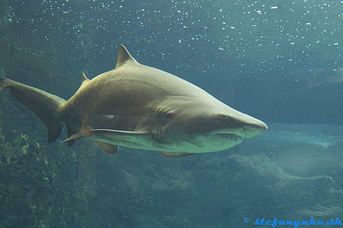 Creteaquarium. Pozor: Žralok za sklom...