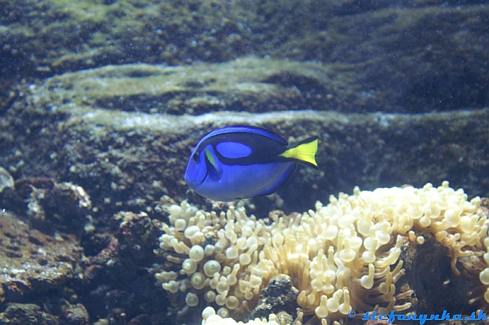 Creteaquarium. Pri týchto rybičkách neustále vykrikovalo ruské dieťa - Nemo, Nemo, mámuška Nemo...