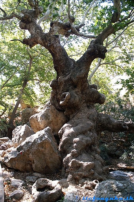 Deads Gorge. Pri odbočke na Azokeramos boli zaujímavé staré platany. Okrem toho príjemný tieň, potok, voda a zaujímavé skaly