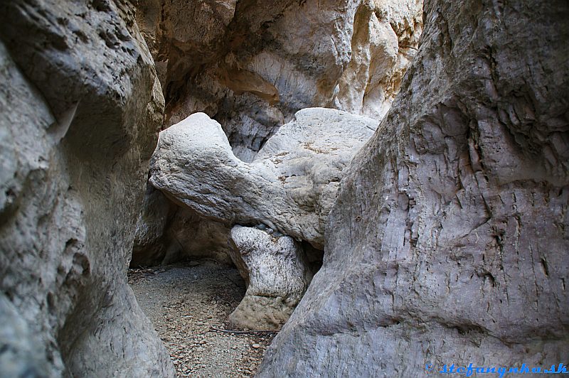 Patsos gorge (Agios Antonios), Kréta. Korytnačka