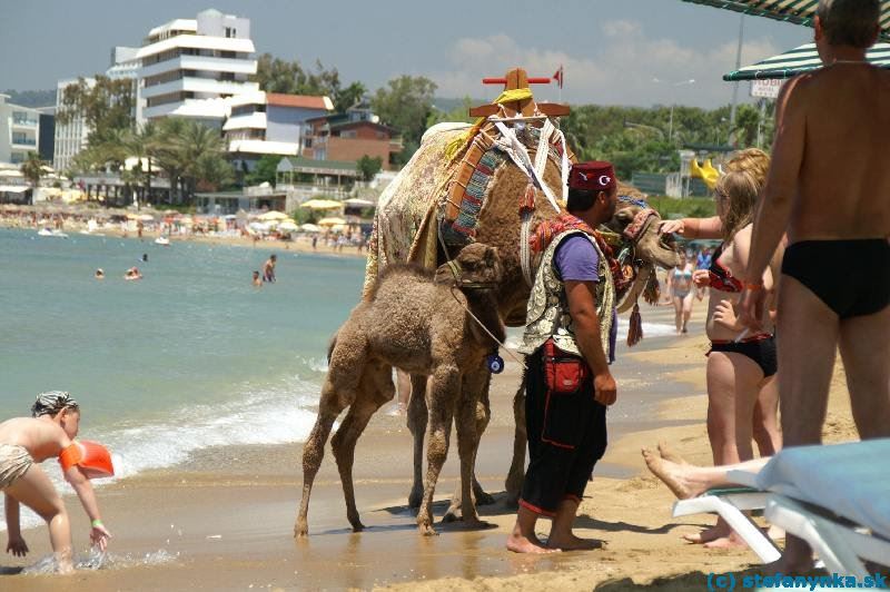 Ťava jedna, ťavy dve. Povoziť? Pofotiť? Za malý bakšiš žiadny problém. Vzadu na pláži hotel Rubi a úplne vľavo trčí kúsok hotela Yalihan