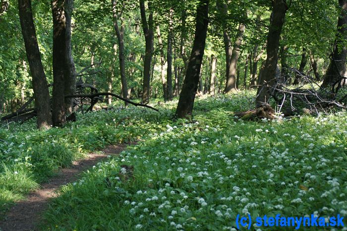 Chodník pod Havraniu skalu