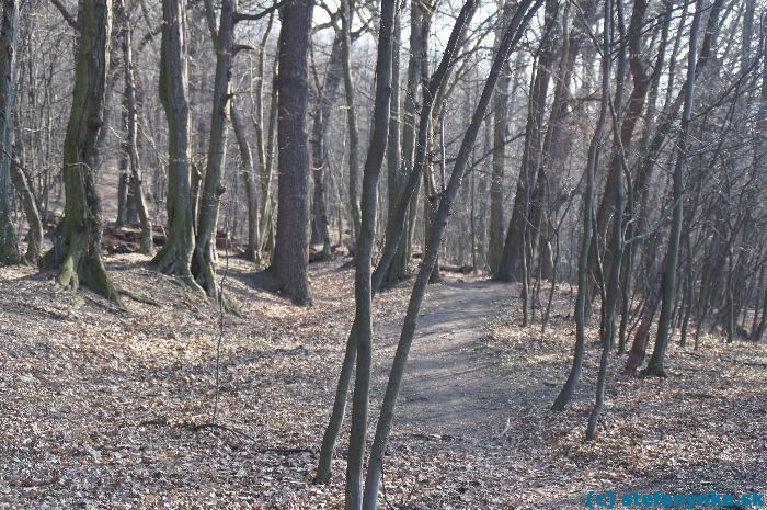 Stupava - cesta od Obory na Pajštún