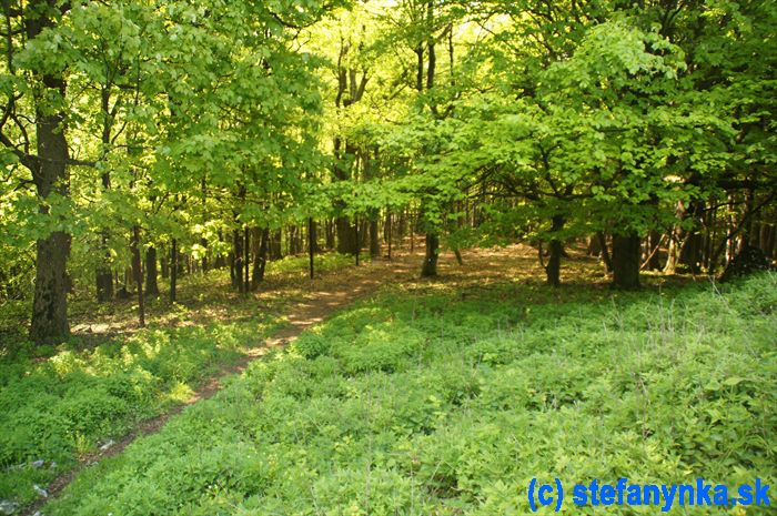 Chodník z Taricových skál na Pánske Uhliská