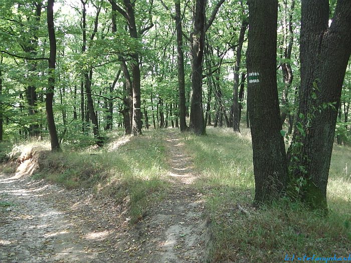 Správnejšia je tá vľavo. Tou rovno som išiel ja, avšak bol to cyklochodník