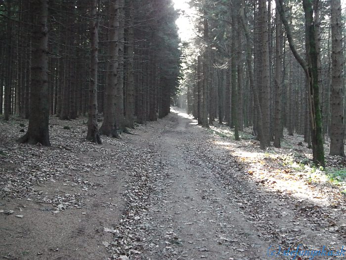 Z Lopeníckeho sedla na rozhľadňu Veľký Lopeník 