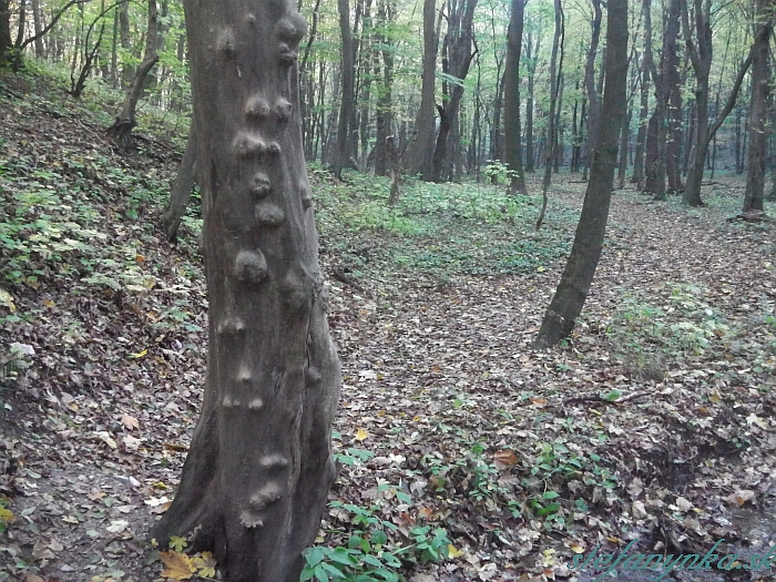 Na niektorých stromoch sú vyrezané mená. Na iných srdiečka. Tu sa používa Brailovo písmo