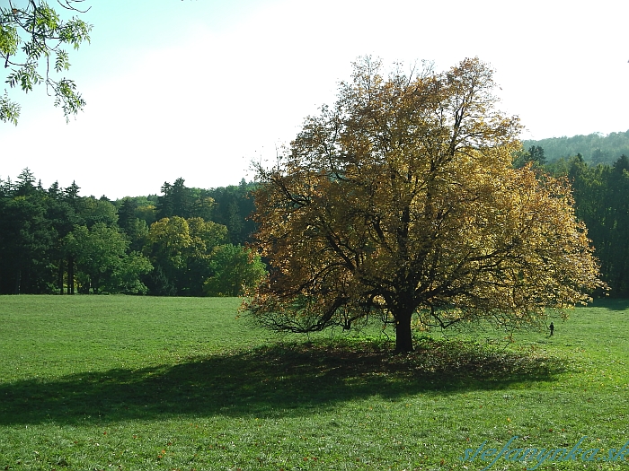 Smolenice - park