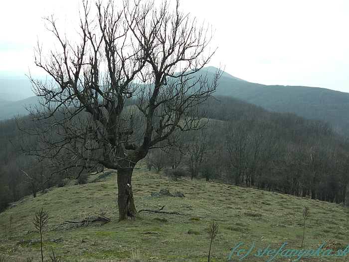 Klokoč - v pozadí Roštún (Vápenná)