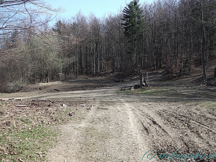 Krížny buk. Späť kuk. Zľava som prišiel, chodník za pňom pokračoval na veľký Veterník (teda do cukrárne)