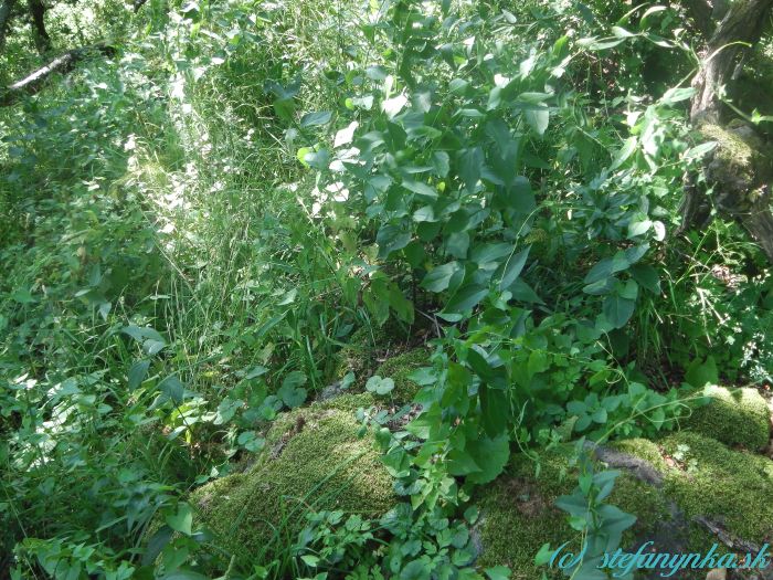 Kojatín. Toto bol jeden z tých príjemnejších úsekov. Skaly obrastené machom (pozor pri vlhkom počasí), zarastený chodník. Na tých horších úsekoch boli popadané stromy a vyššia burina.