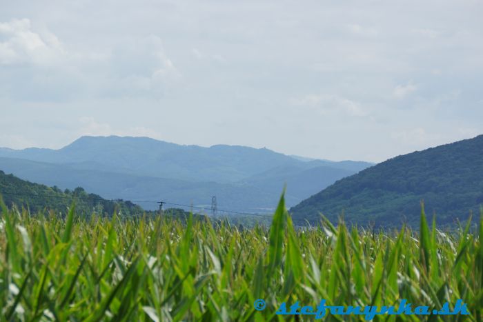 Bošáca. Nad kukuricou vľavo je kopec Hájnica, vpravo Turecký vrch (medzi nimi ležia Trenčianske Bohuslavice) a na pozadí je Považský Inovec a hrad Tematín 