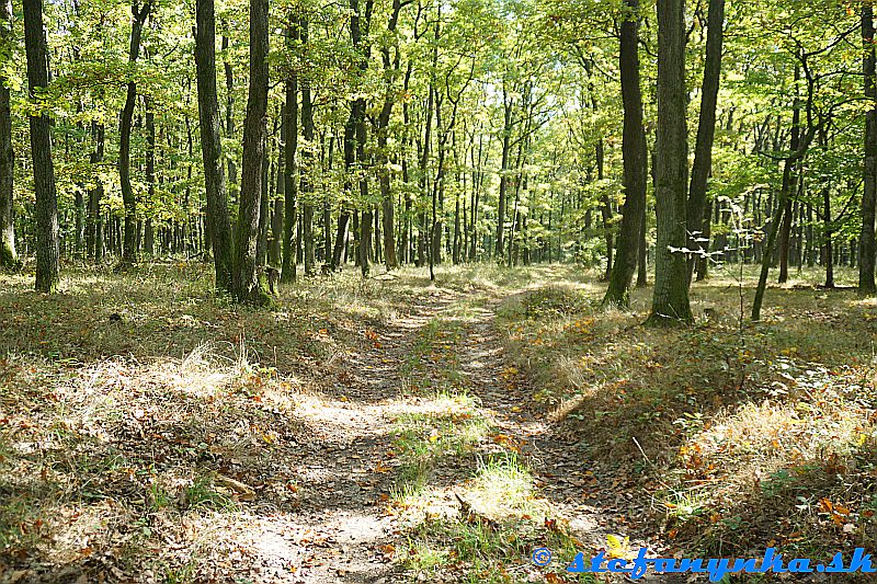 Príjemná lesná cesta od Nad červeným krížom po rázcestník Pod gaštanicou