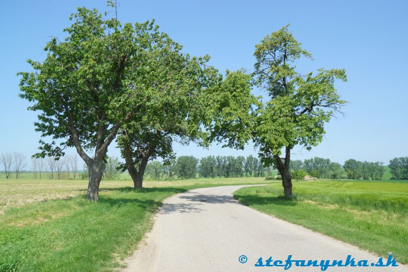 Čáčov. Čerešne na Pánskej ceste