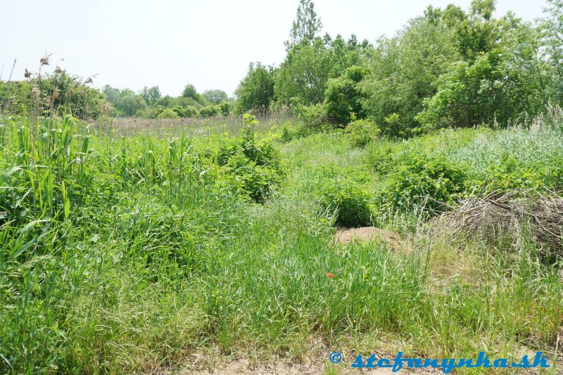 Rohov - Od rázcestníka ukazovala modrá značka do takejto buriny v smere na Rybky. Ešte, že som tadiaľ nešiel.