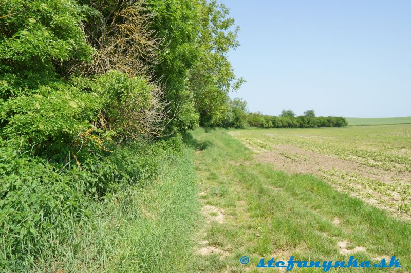 Smrdáky, pod kúpeľným parkom