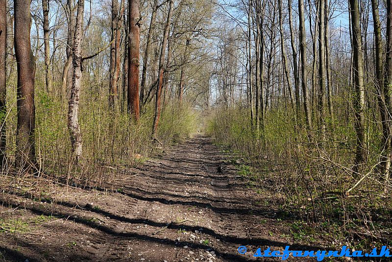 Holíč od Valše k potoku Chvojnica