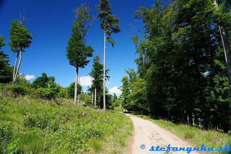 Pred Miniarborétom, Pezinok